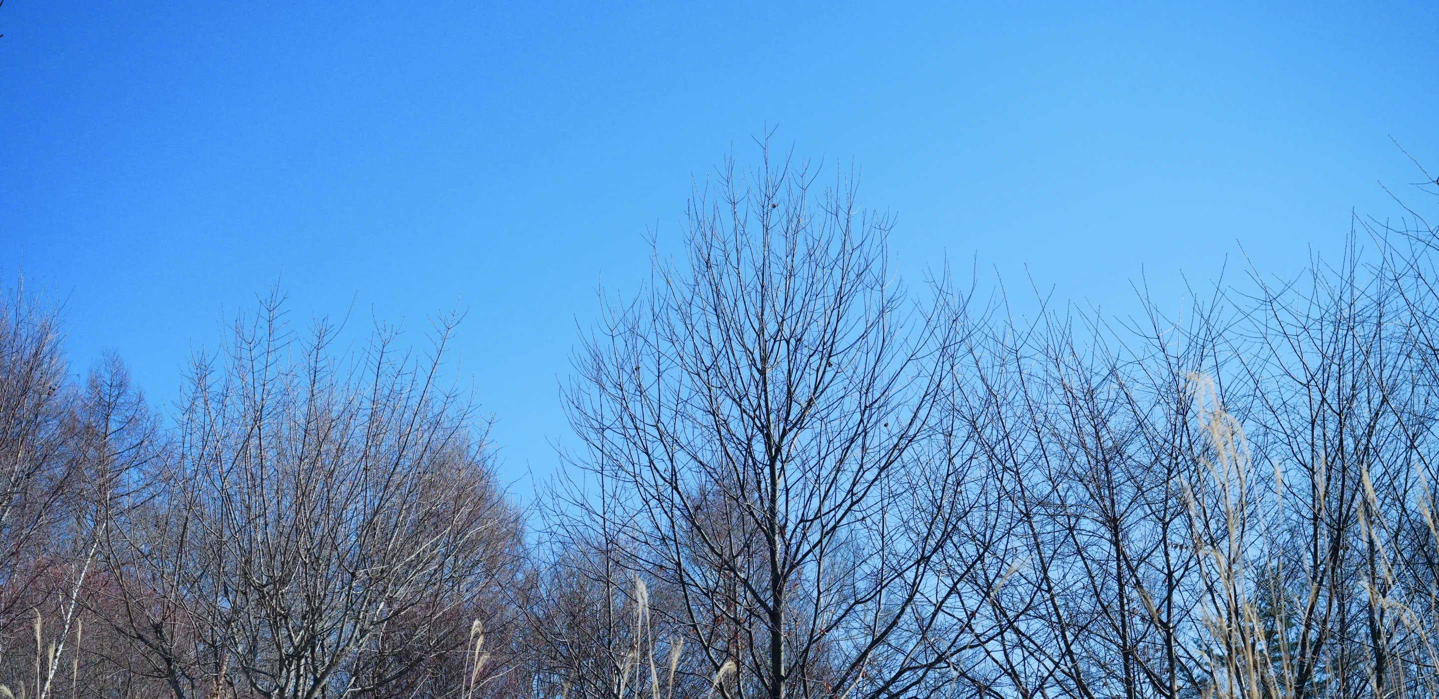 青空と木々の風景