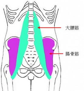 腸腰筋