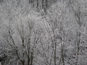 IMG_6133