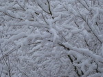 IMG_6464