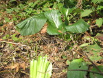 IMG_7117