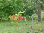 imgp0883